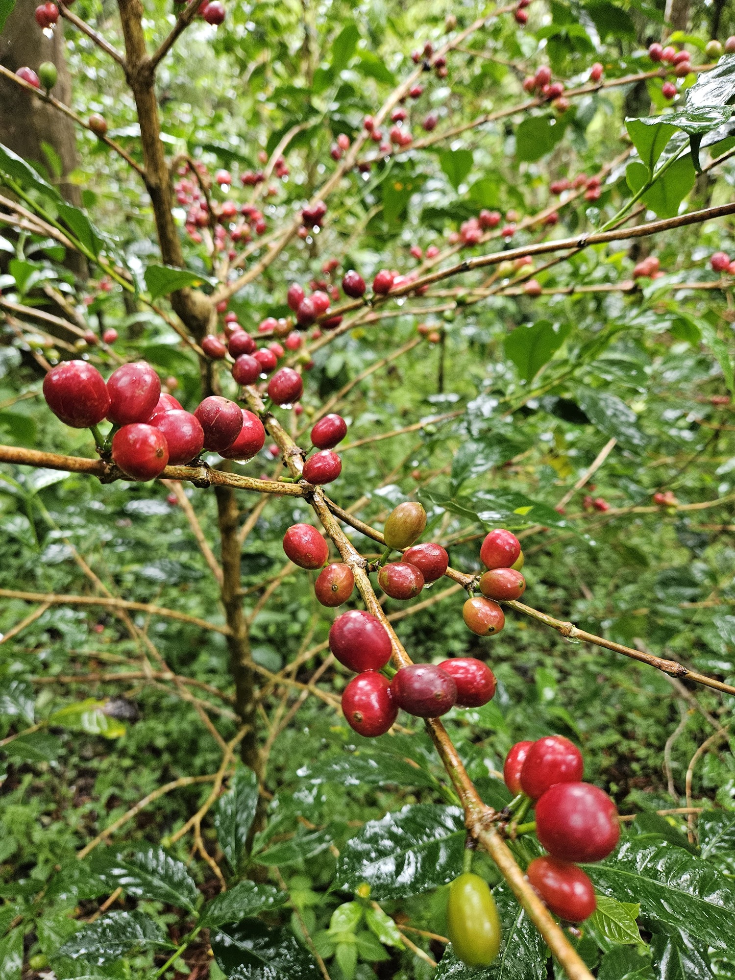 【オーガニック】パナマ産ゲイシャ豆 カスカラティー 50g【美容と健康に】 - Image 11