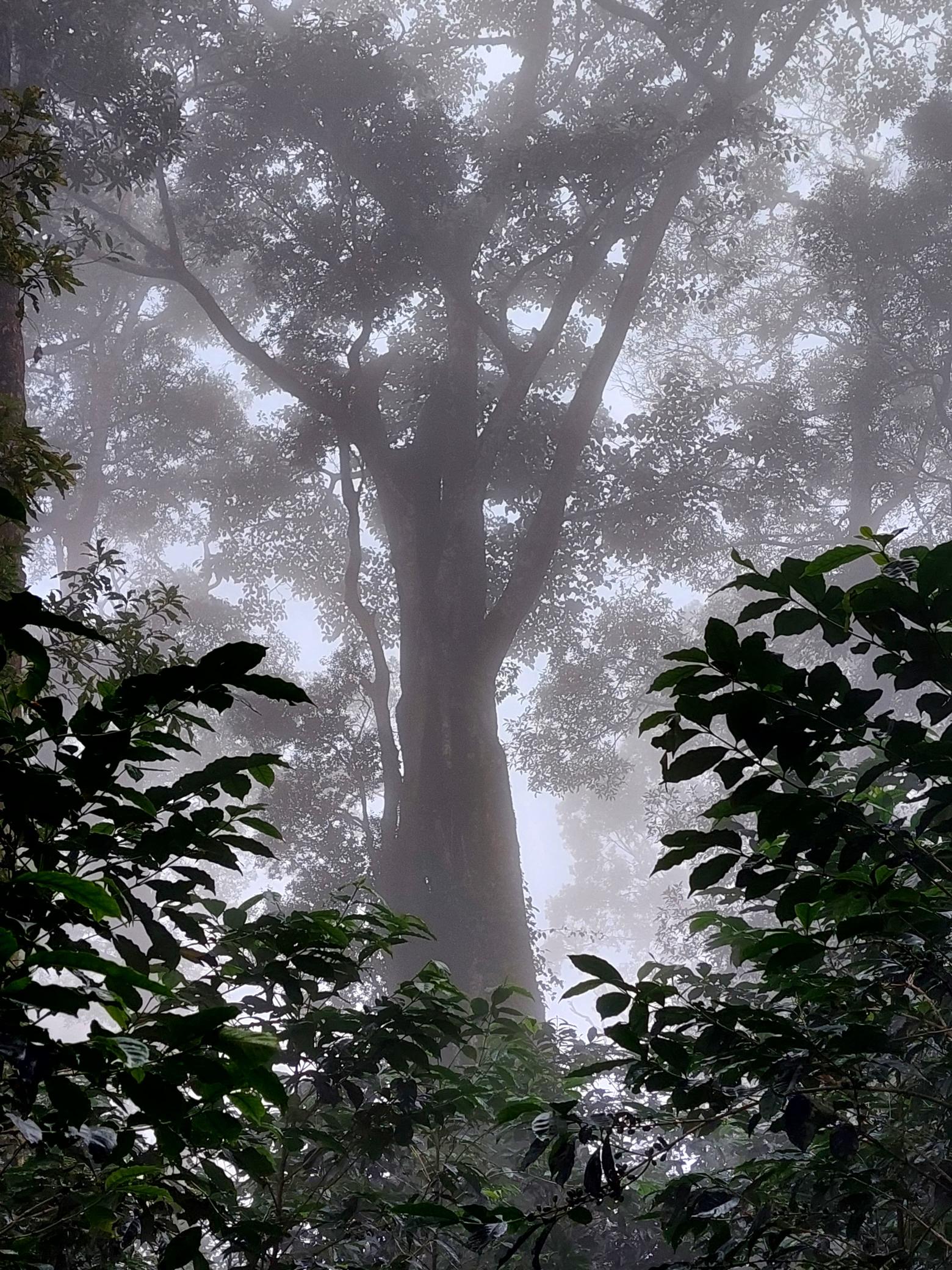 【オーガニック】パナマ産ゲイシャ豆 カスカラティー 50g【美容と健康に】 - Image 10