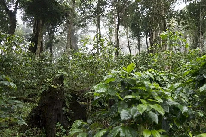 【オーガニック】パナマ産ゲイシャ豆 カスカラティー 50g【美容と健康に】 - Image 9