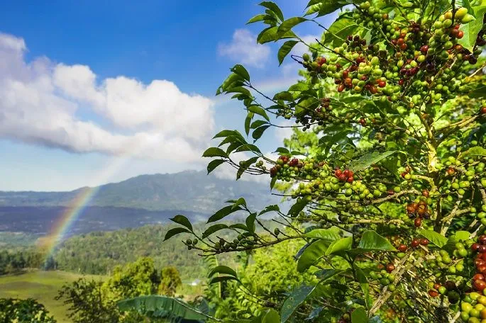 【オーガニック】パナマ産ゲイシャ豆 カスカラティー 50g【美容と健康に】 - Image 8